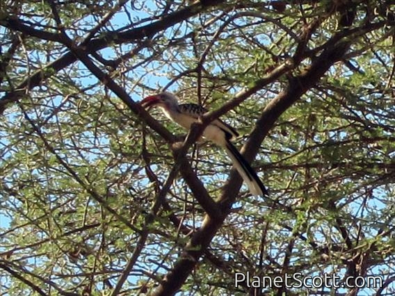 Northern Red-billed Hornbill (Tockus erythrorhynchusi)