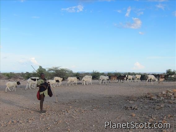 Lokichar - Goat Herder