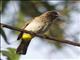 Common Bulbul (Pycnonotus barbatus)