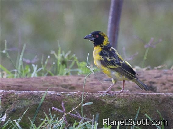 Village Weaver (Ploceus cucullatus)