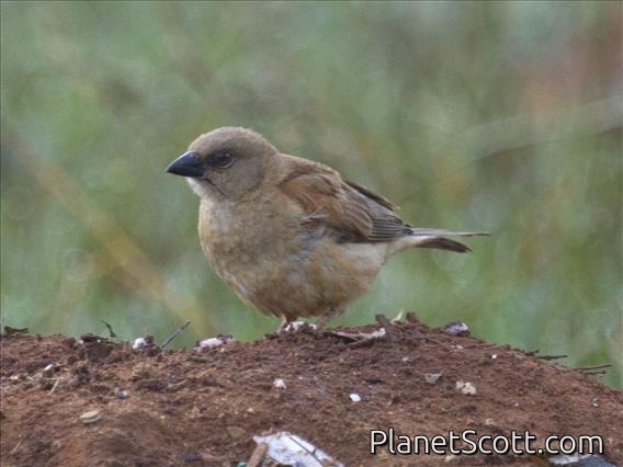 Northern Gray-headed Sparrow (Passer griseus)