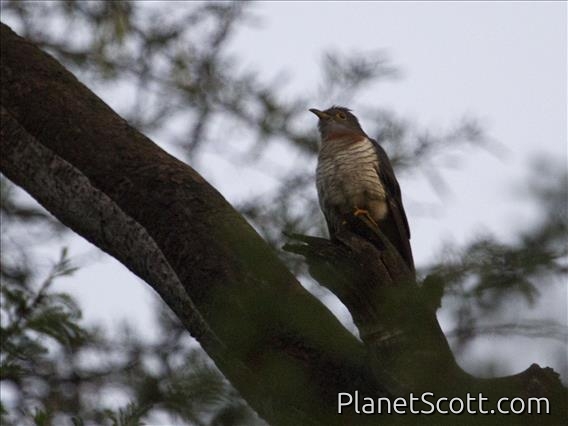 Red-chested Cuckoo (Cuculus solitarius)