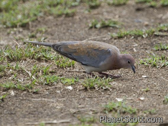 Laughing Dove (Streptopelia senegalensis)