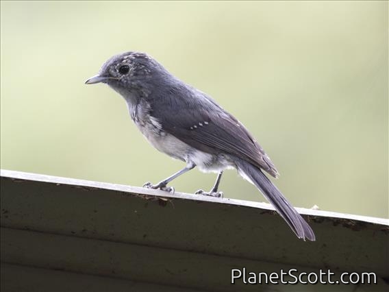 White-eyed Slaty-Flycatcher (Melaenornis fischeri) - Juvenile