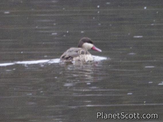 Red-billed Duck (Anas erythrorhyncha)