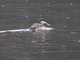 Red-billed Duck (Anas erythrorhyncha)