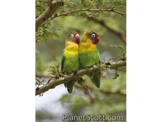Fischer's Lovebird (Agapornis fischeri) - Hybrid with Yellow-collared Lovebird