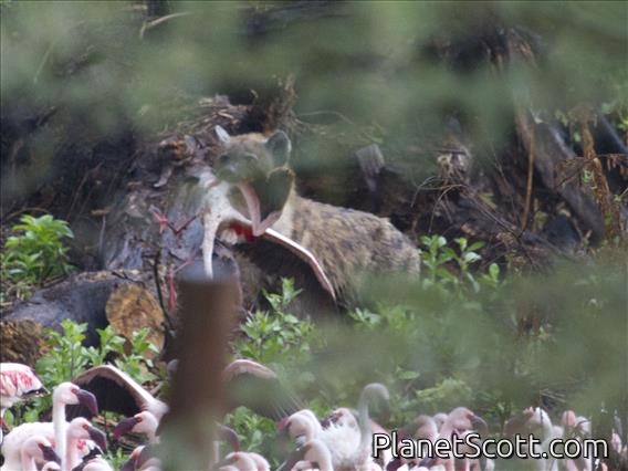 Spotted Hyena (Crocuta crocuta) Eats Flamingo