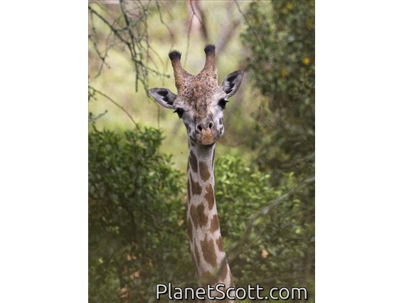 Giraffe (Giraffa camelopardalis)