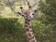 Maasai Giraffe (Giraffa tippelskirchi)