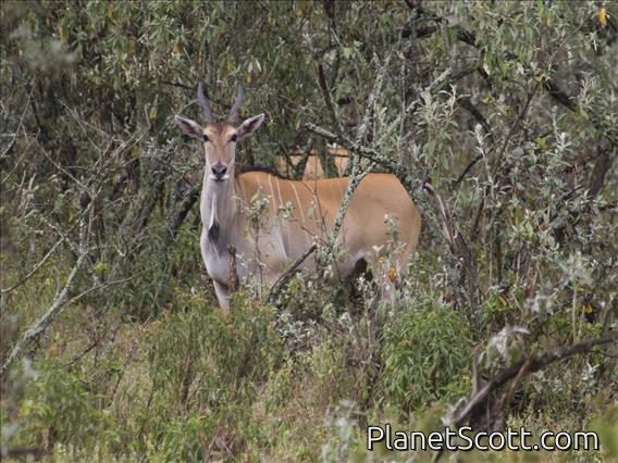 Eland (Taurotragus oryx)