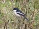 Tropical Boubou (Laniarius major)