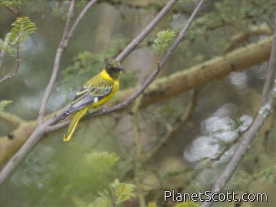 African Black-headed Oriole (Oriolus larvatus) - Juvenile