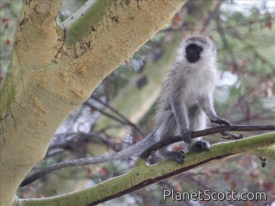 Vervet Monkey (Chlorocebus pygerythrus)