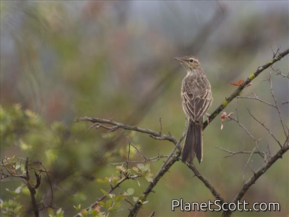 Long-billed Pipit (Anthus similis)