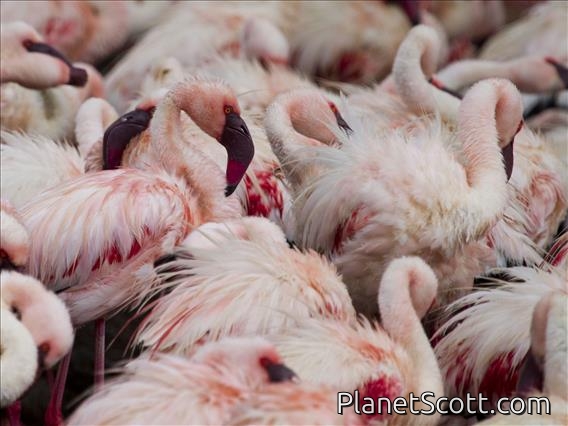 Lesser Flamingo (Phoeniconaias minor)