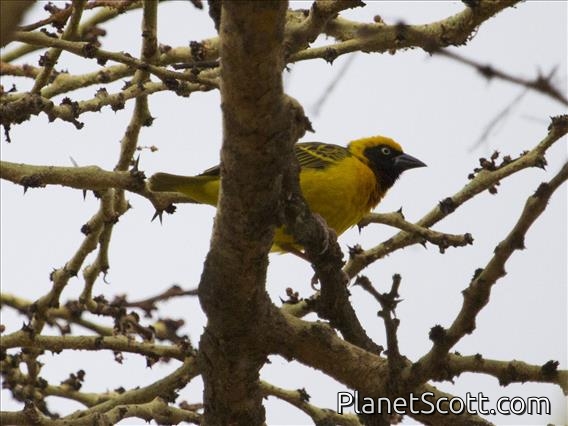 Speke's Weaver (Ploceus spekei)