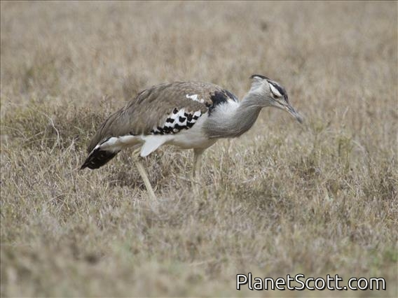 Kori Bustard (Ardeotis kori)