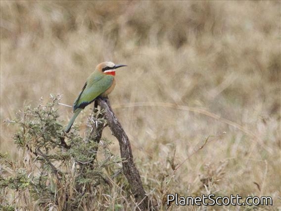 White-fronted Bee-eater (Merops bullockoides)