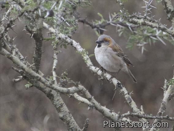 Kenya Rufous Sparrow (Passer rufocinctus) - Male