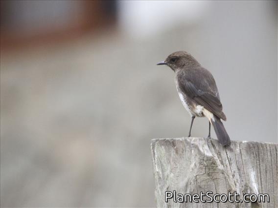 Schalow's Wheatear (Oenanthe lugubris) - Female