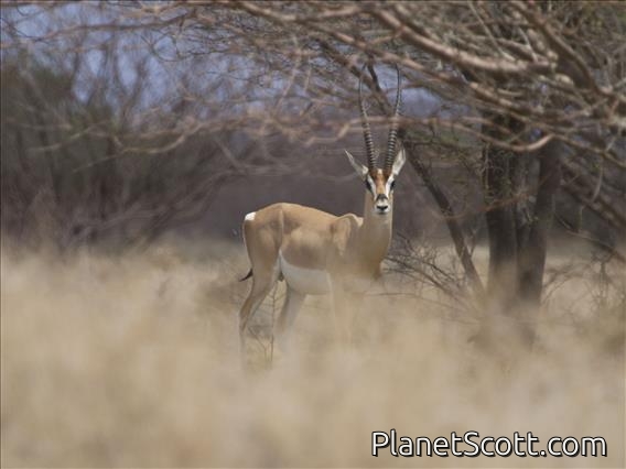 Grant's Gazelle (Gazella granti)