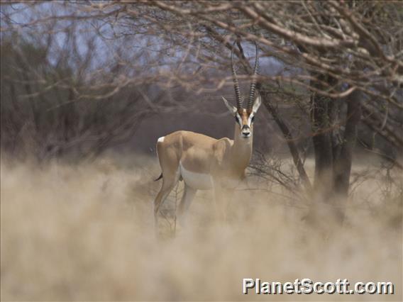 Grant's Gazelle (Nanger granti)