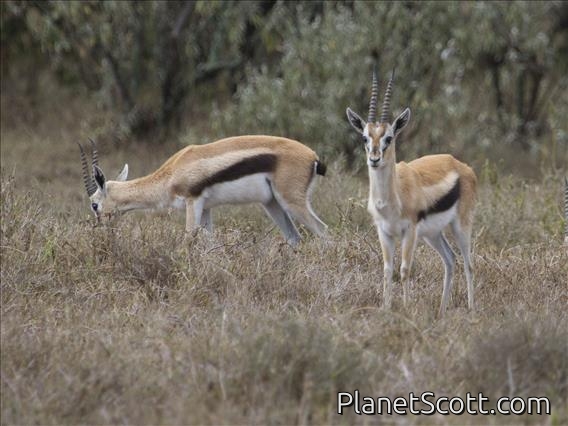 Thomson's Gazelle (Eudorcas thomsonii)