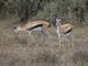 Thomson's Gazelle (Eudorcas thomsonii)