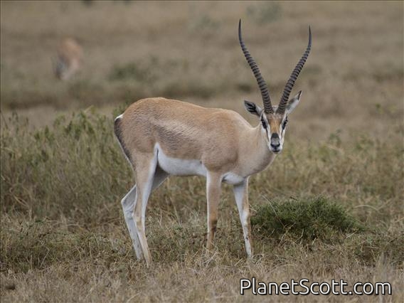 Grant's Gazelle (Gazella granti)