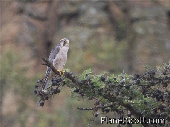 Lanner Falcon (Falco biarmicus)