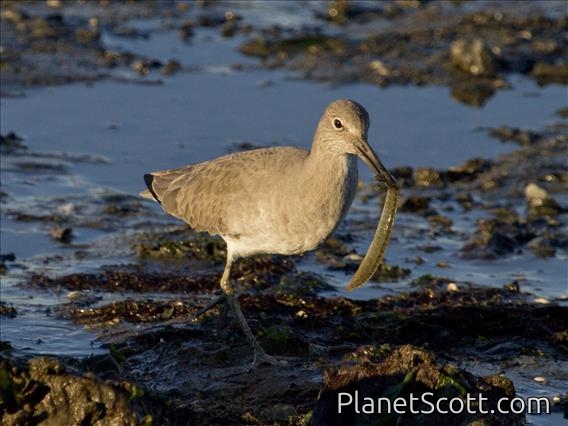 Willet (Tringa semipalmata)