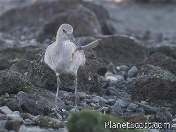 Willet (Tringa semipalmata)