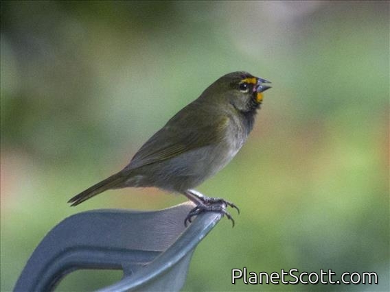 Yellow-faced Grassquit (Tiaris olivaceus)