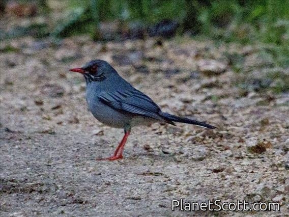 Red-legged Thrush (Turdus plumbeus)