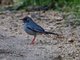 Eastern Red-legged Thrush (Turdus ardosiaceus)