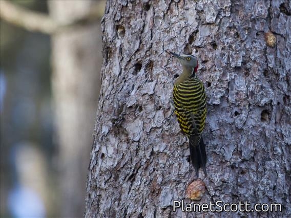 Hispaniolan Woodpecker (Melanerpes striatus)