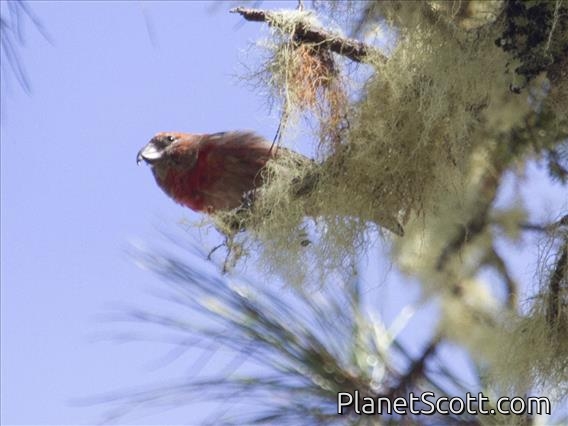 Hispaniolan Crossbill (Loxia megaplaga)