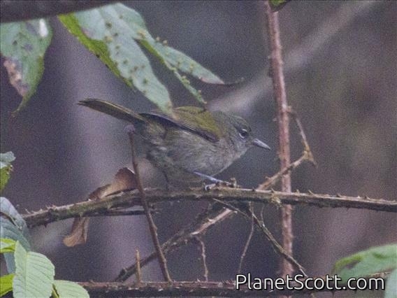 Green-tailed Warbler (Microligea palustris)