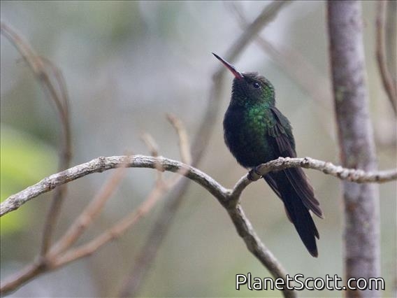Hispaniolan Emerald (Chlorostilbon swainsonii)