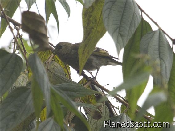 Hispaniolan Crossbill (Loxia megaplaga) - Female
