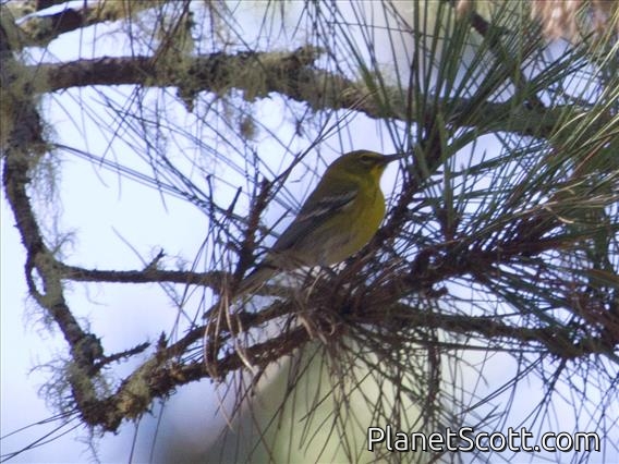 Pine Warbler (Setophaga pinus)