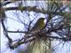 Pine Warbler (Setophaga pinus)