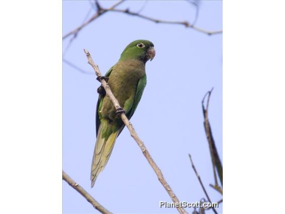 Olive-throated Parakeet (Eupsittula nana)