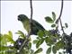 Hispaniolan Parakeet (Psittacara chloropterus)