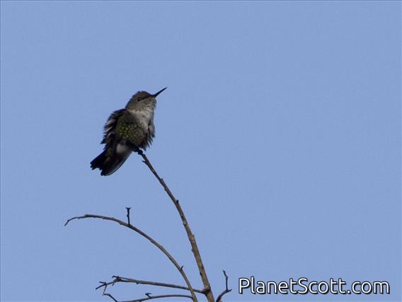 Vervain Hummingbird (Mellisuga minima)