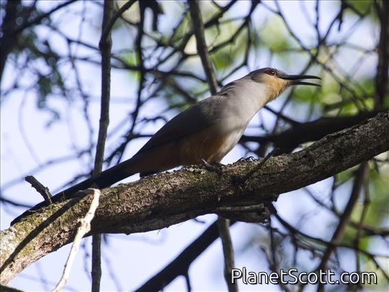 Hispaniolan Lizard-Cuckoo (Coccyzus longirostris)
