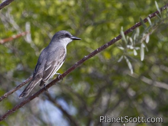 Gray Kingbird (Tyrannus dominicensis)