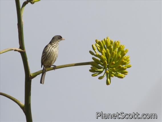 Palmchat (Dulus dominicus)
