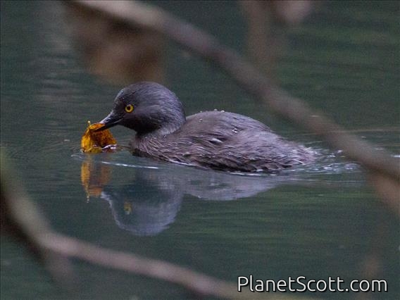 Least Grebe (Tachybaptus dominicus)